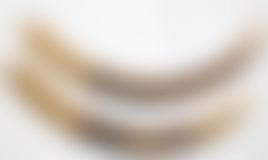 Pair of African elephant tusks (preview)
