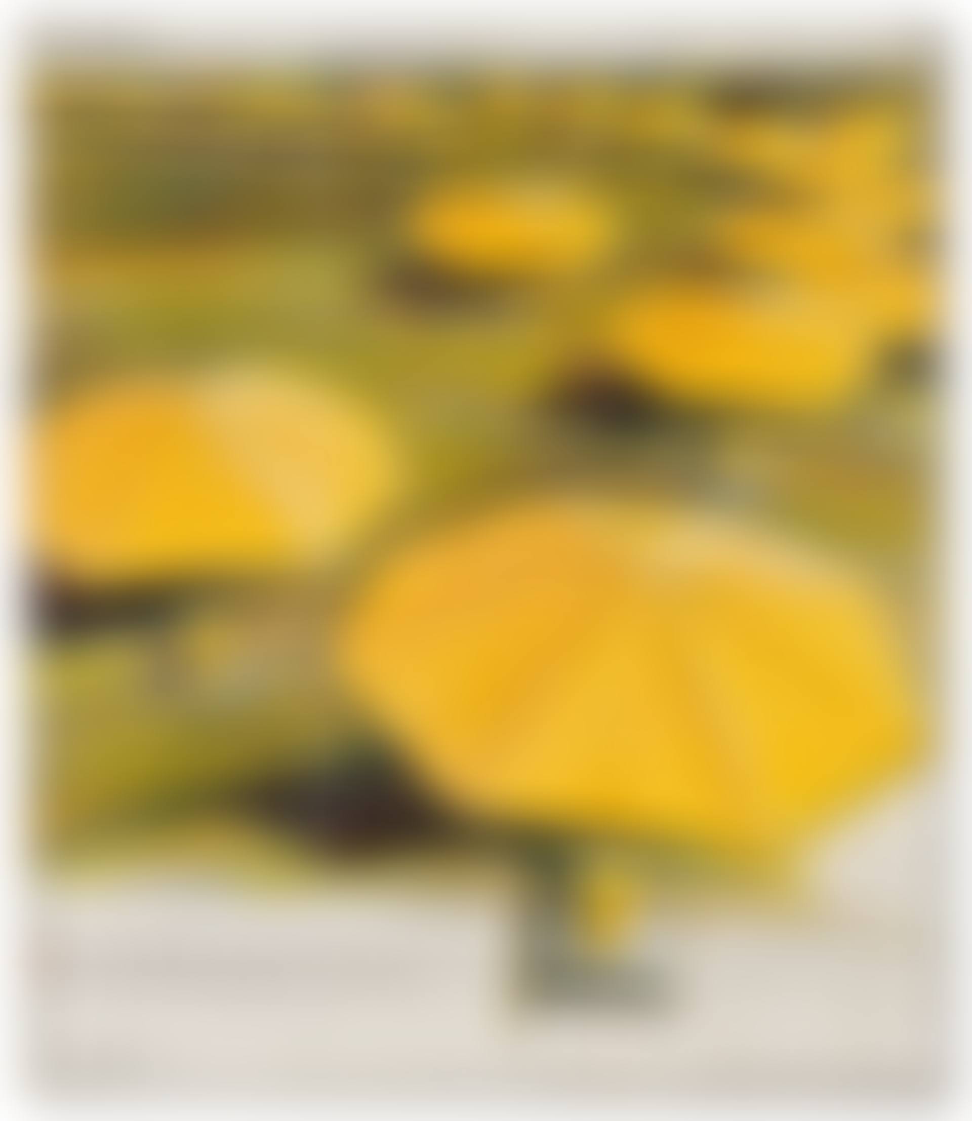 The Umbrellas (Project for Japan and Western USA) (preview)