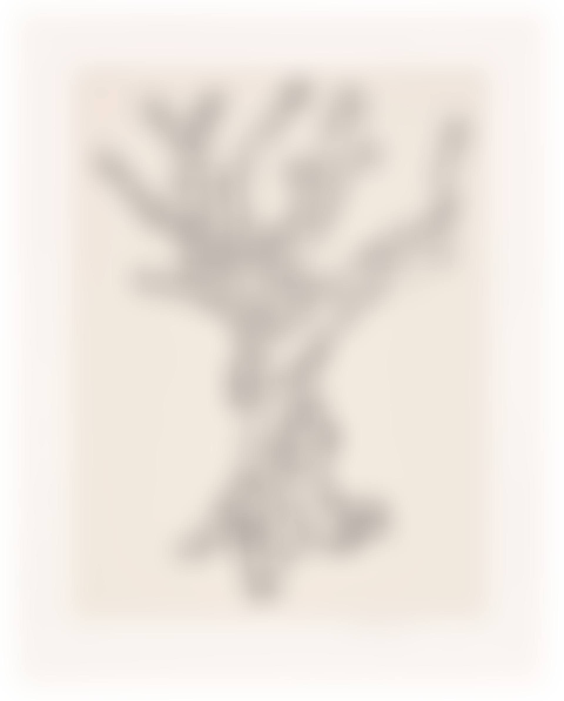 Cedar (Large) (; ) (preview)