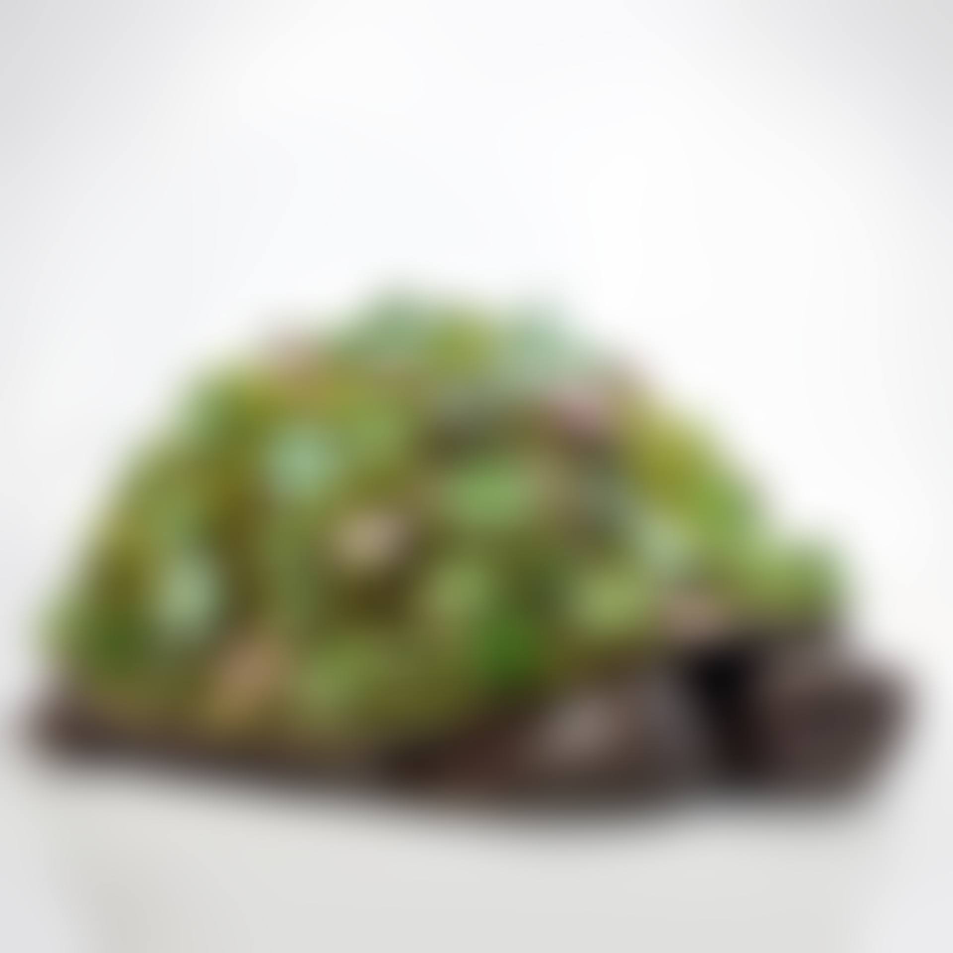 Tortue Topiaire III (preview)
