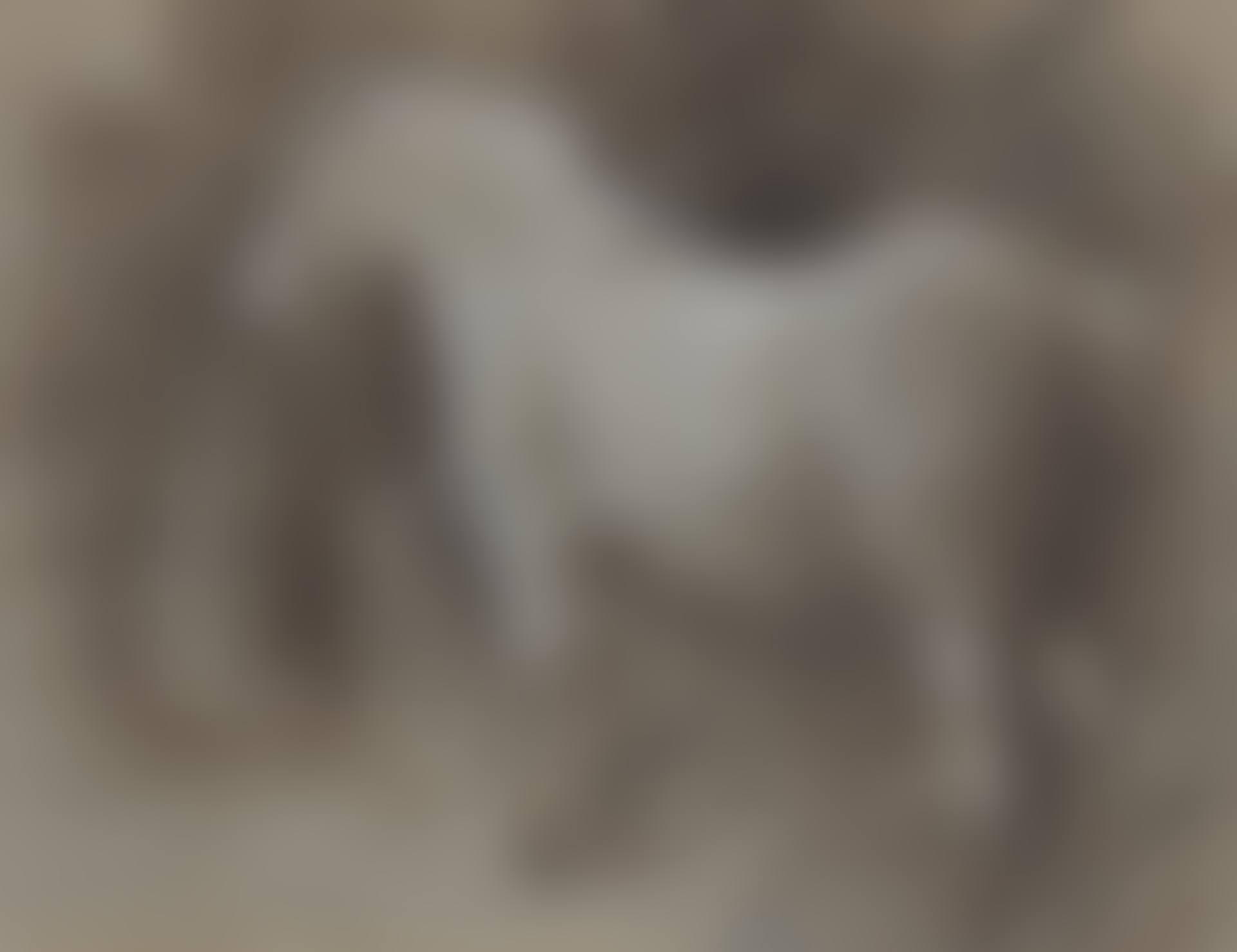 The grey pony (preview)