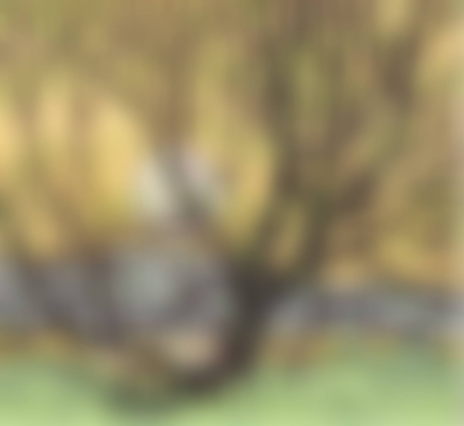 GRENADIER POND (preview)