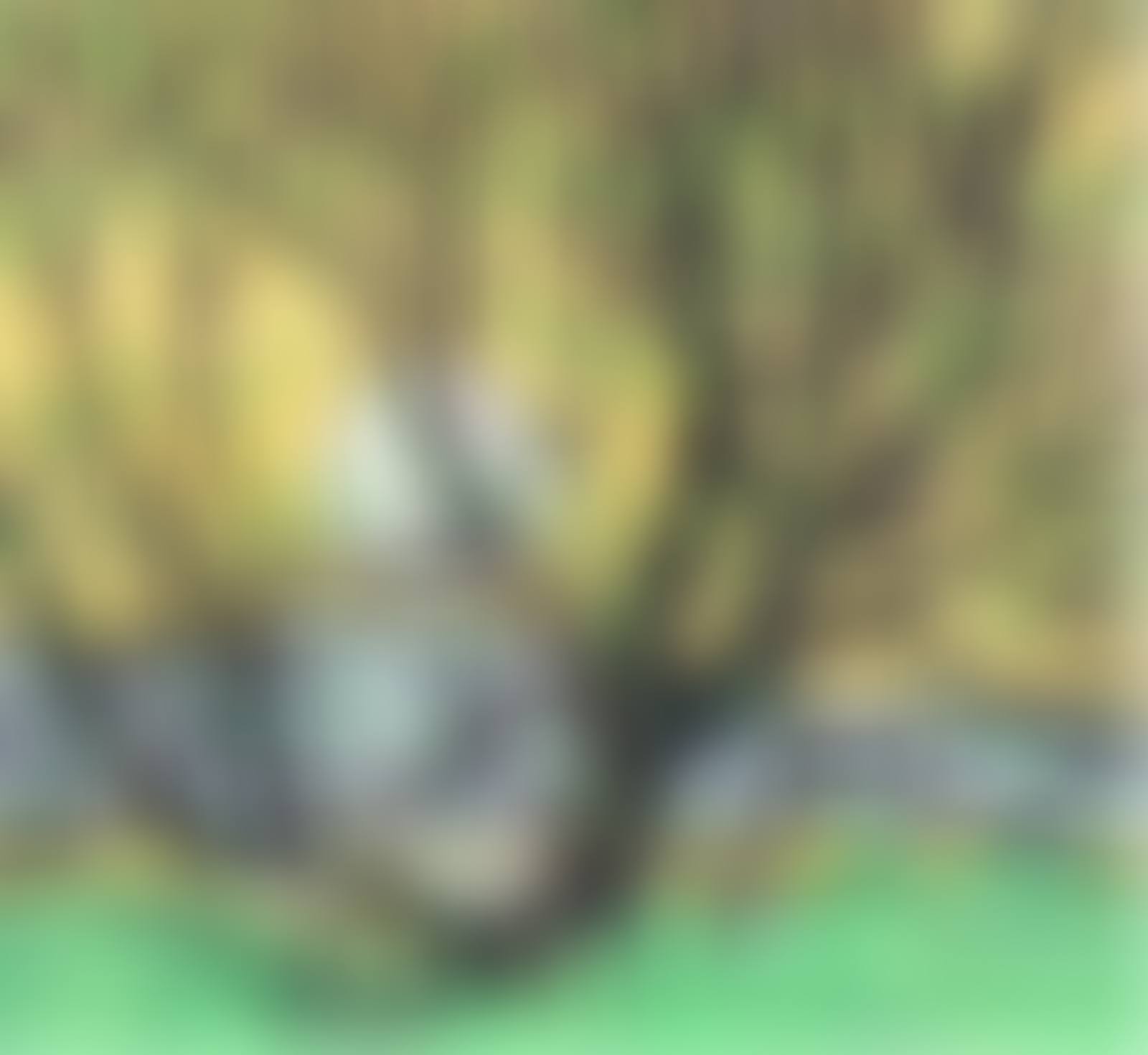 GRENADIER POND (preview)