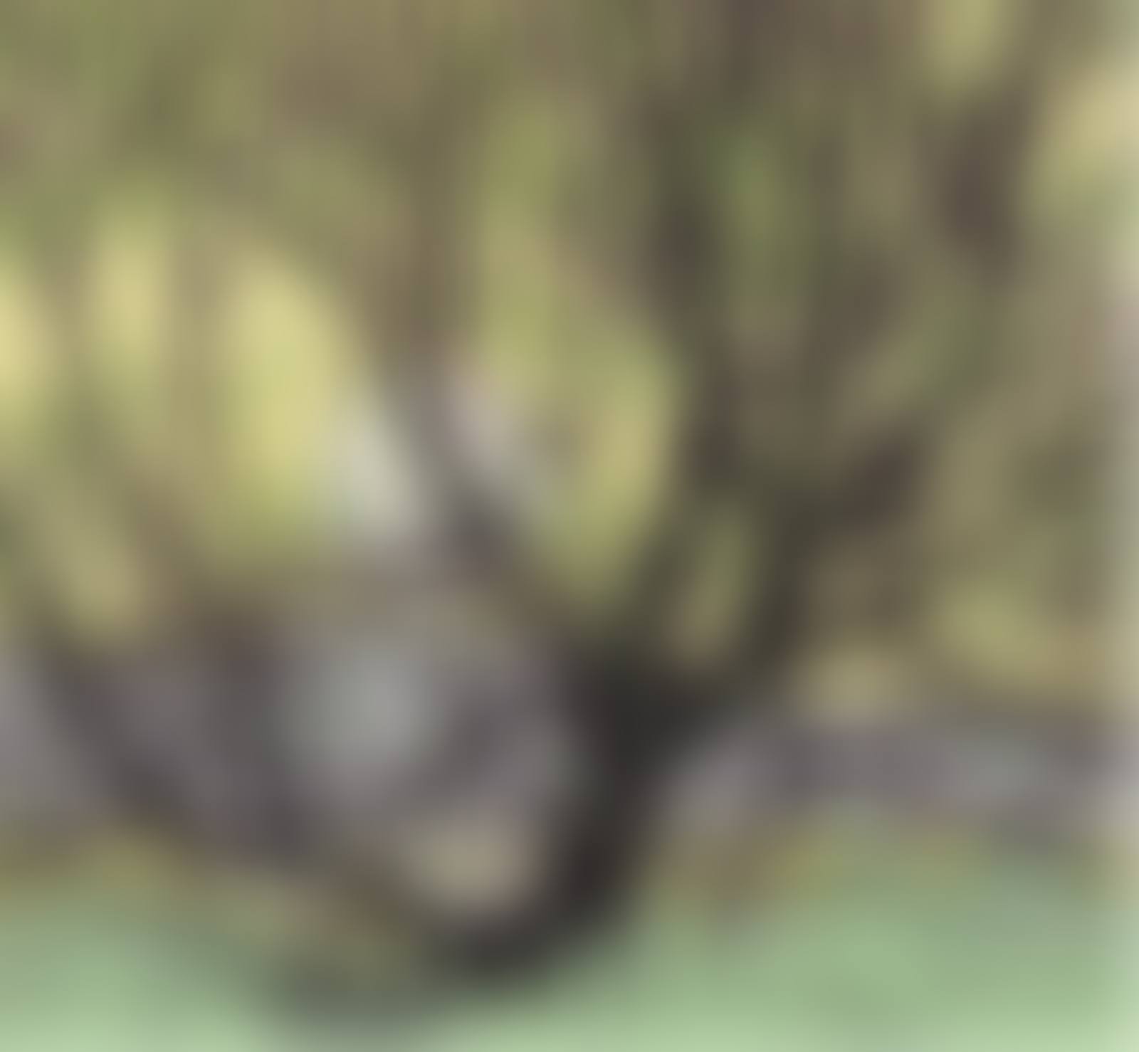 GRENADIER POND (preview)