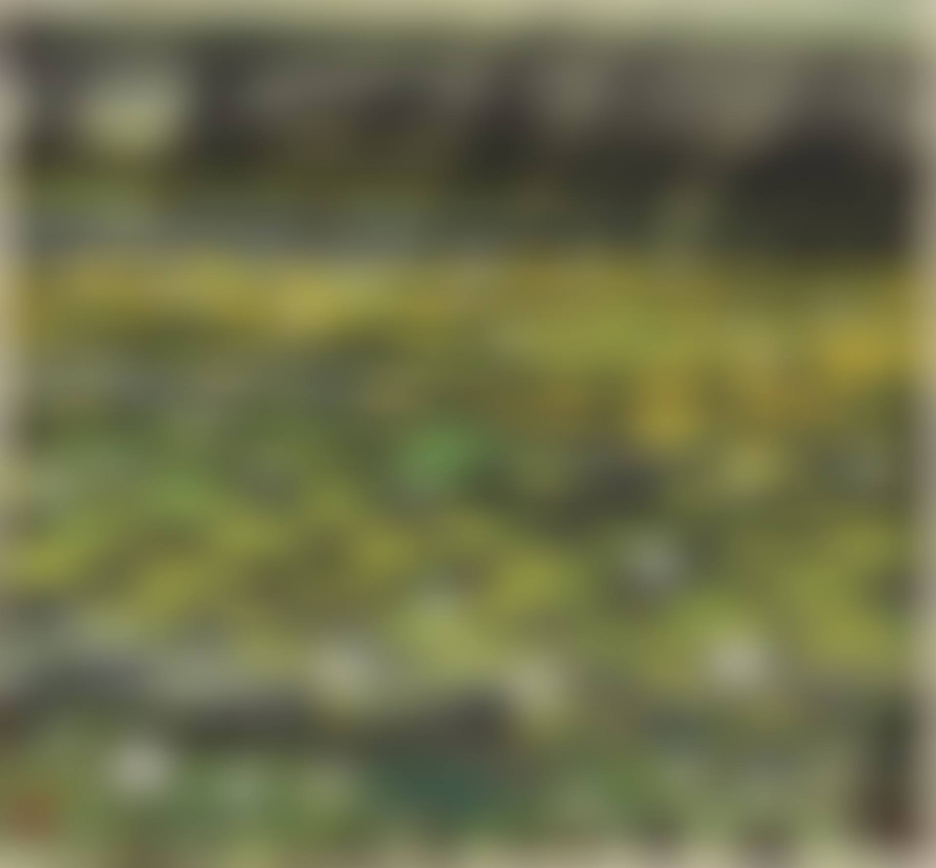 LOTUS POND (preview)