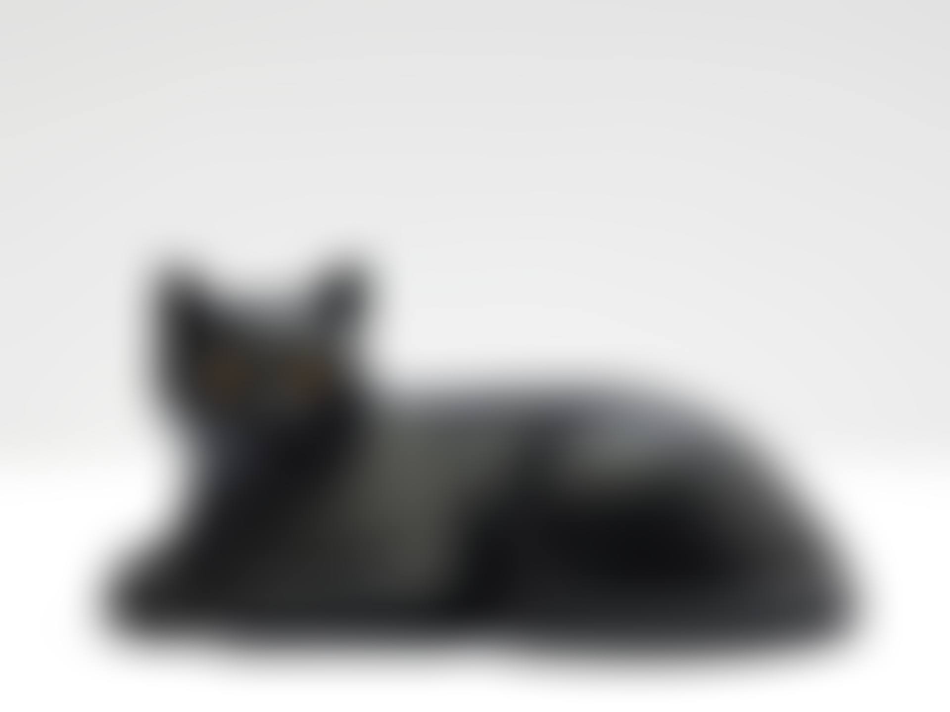 Le chat (preview)