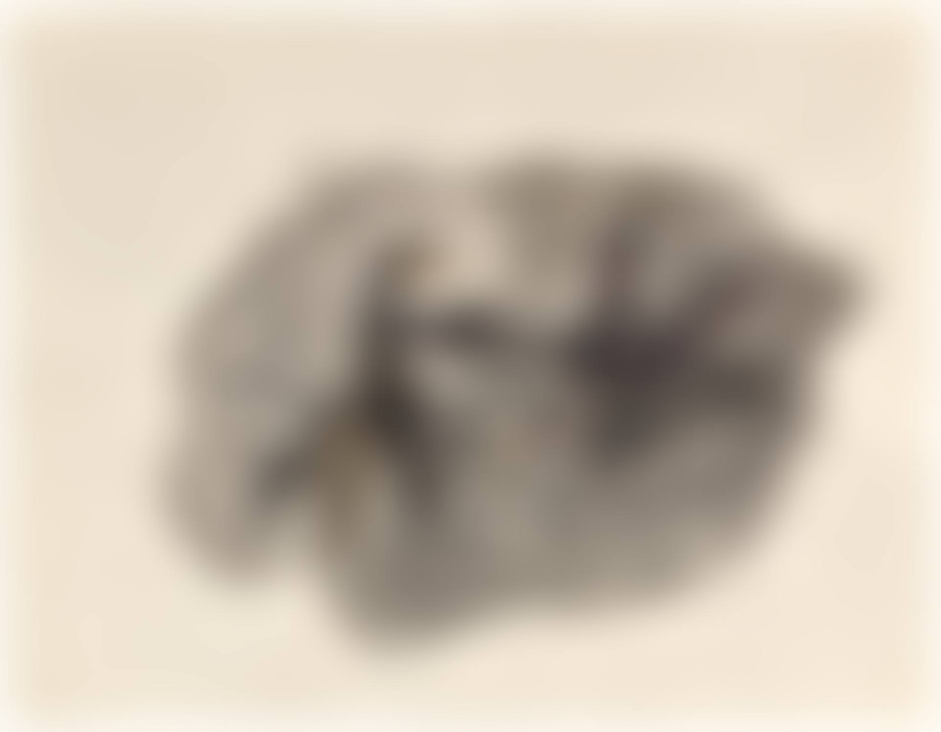 Les oiseaux (preview)