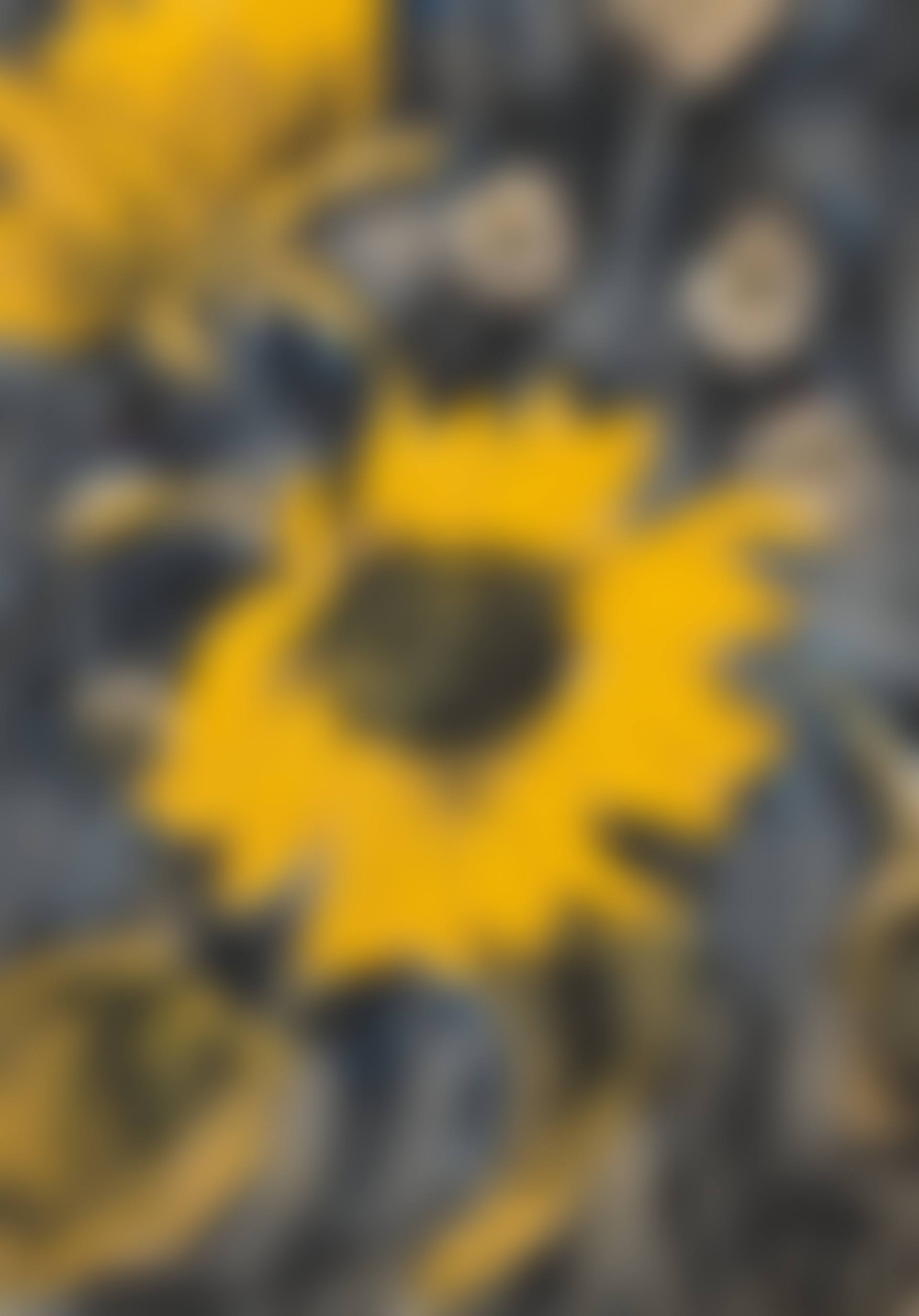 Sonnenblume (preview)