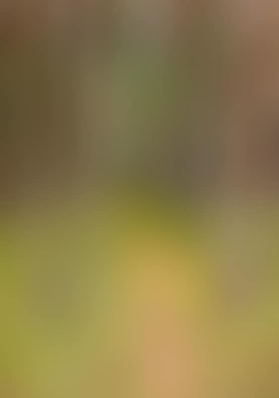 “Skovstammer” (preview)
