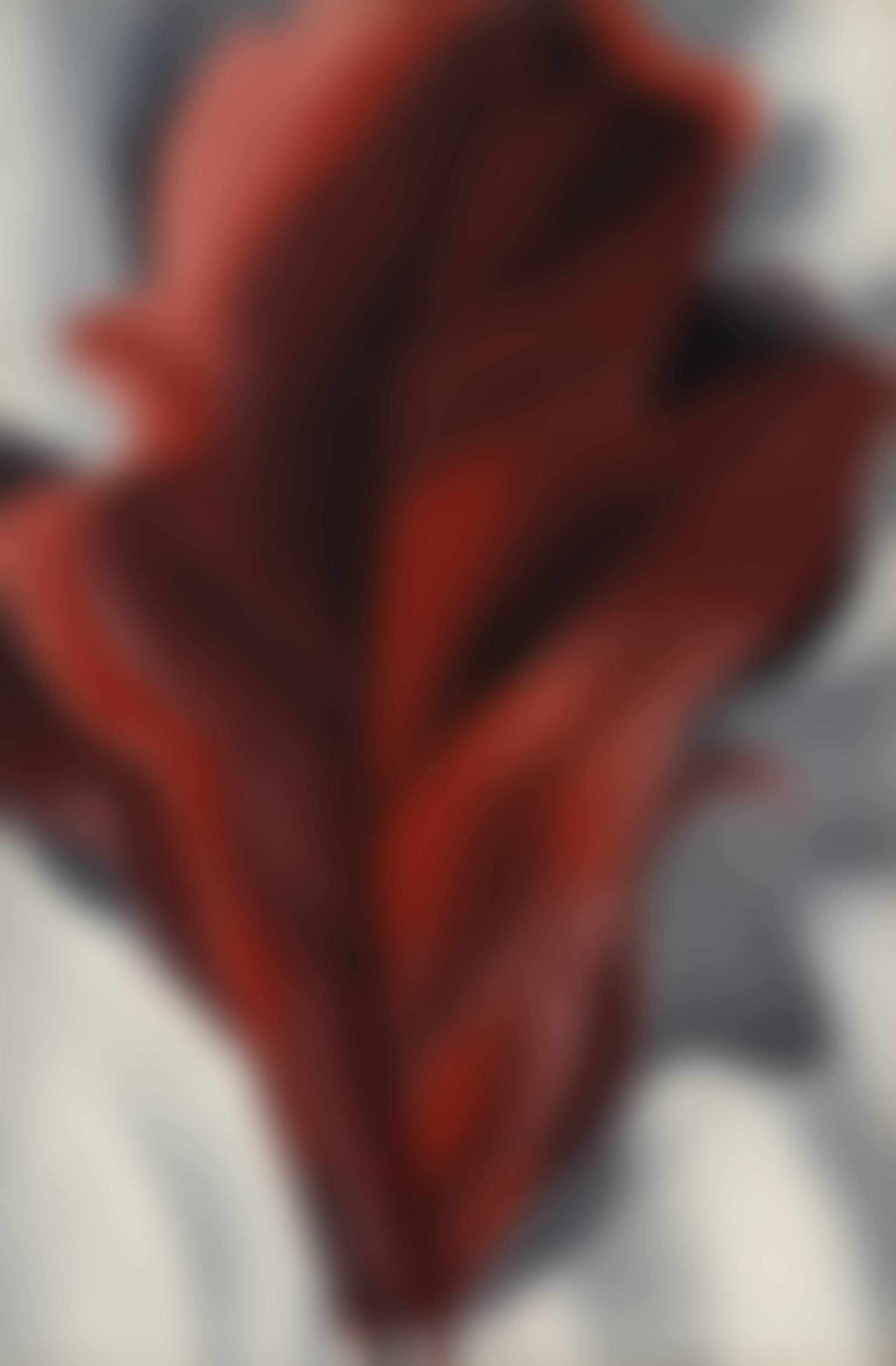 Large Dark Red Leaves on White (preview)