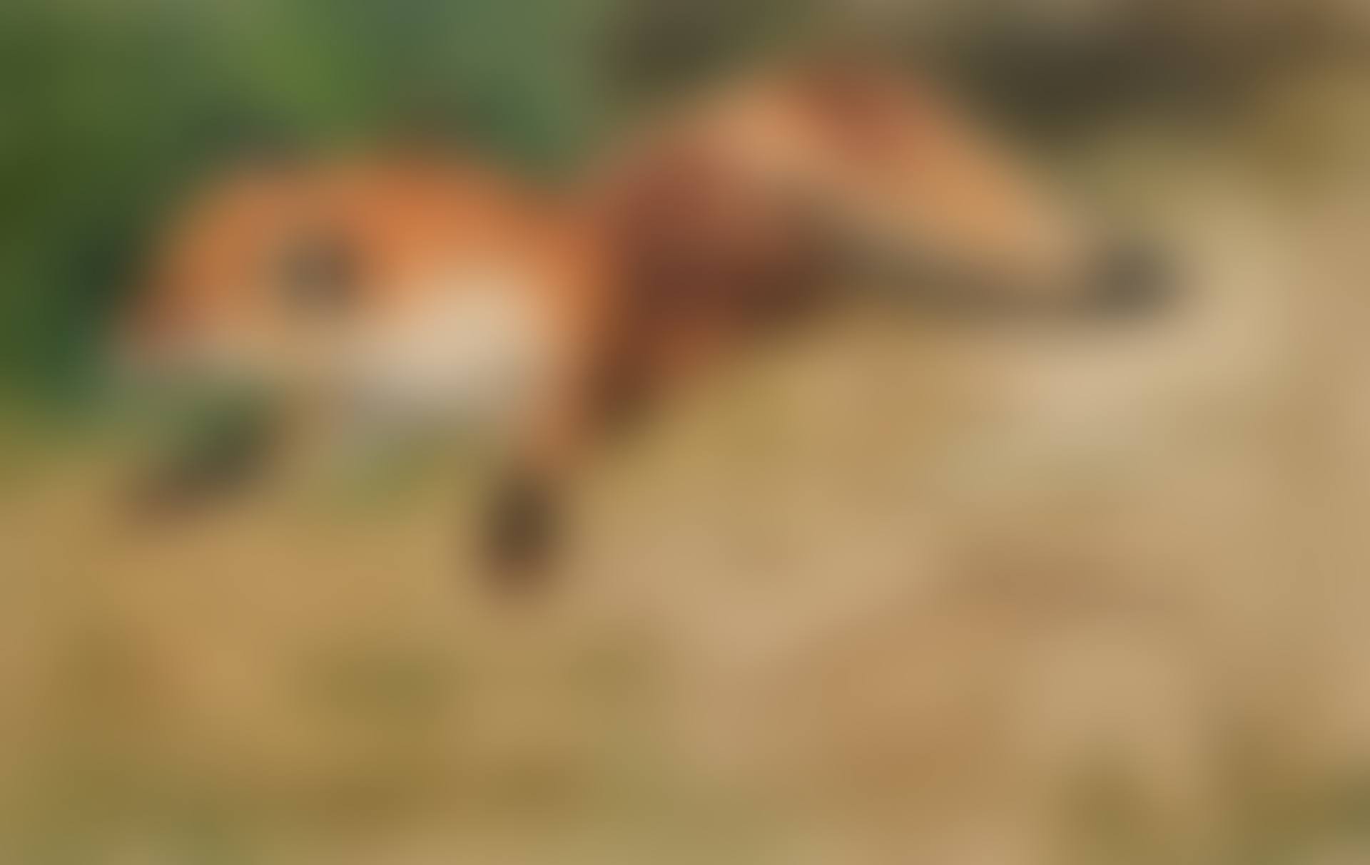 Liegender Fuchs (Lying Fox) (preview)