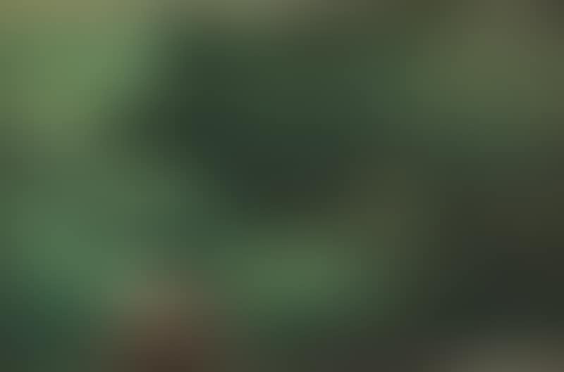 A forest path with a glimps of sunshine (preview)