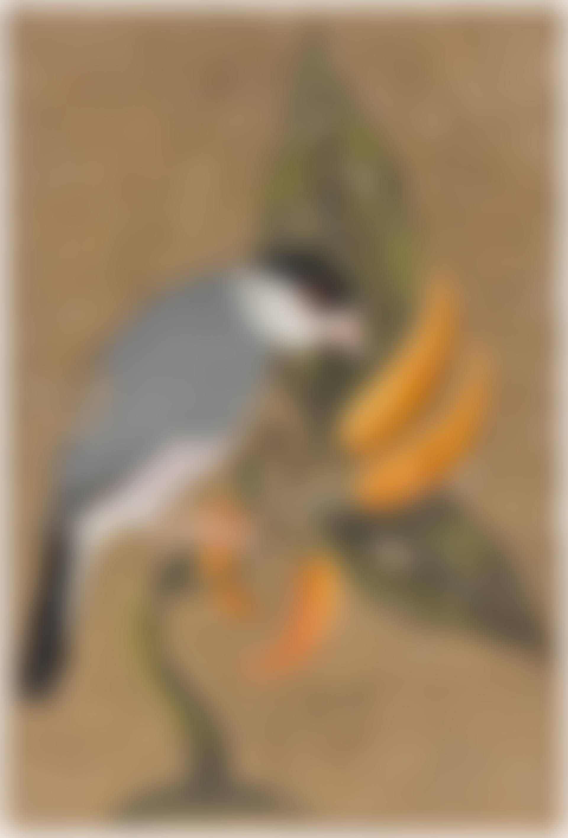 FINCH ON A CHILI PLANT (preview)