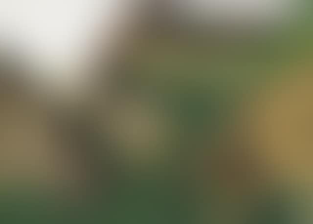 Untitled (preview)