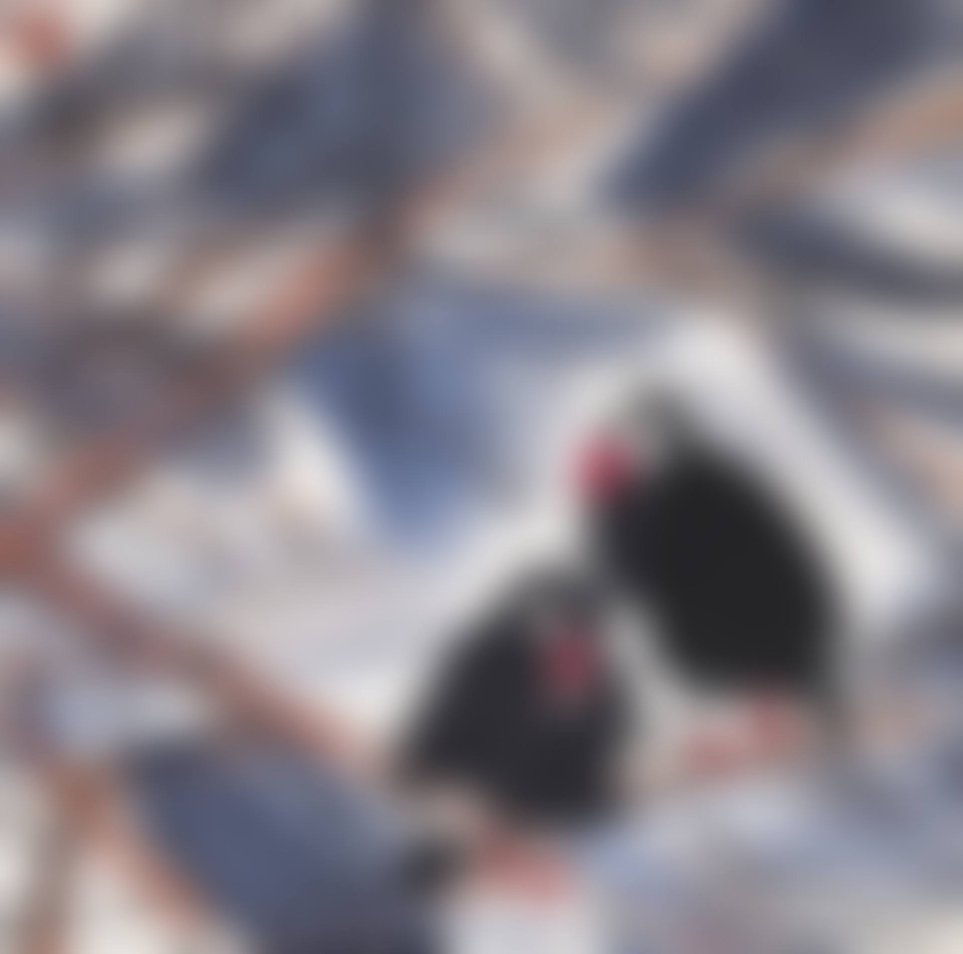 Twin Birds (preview)