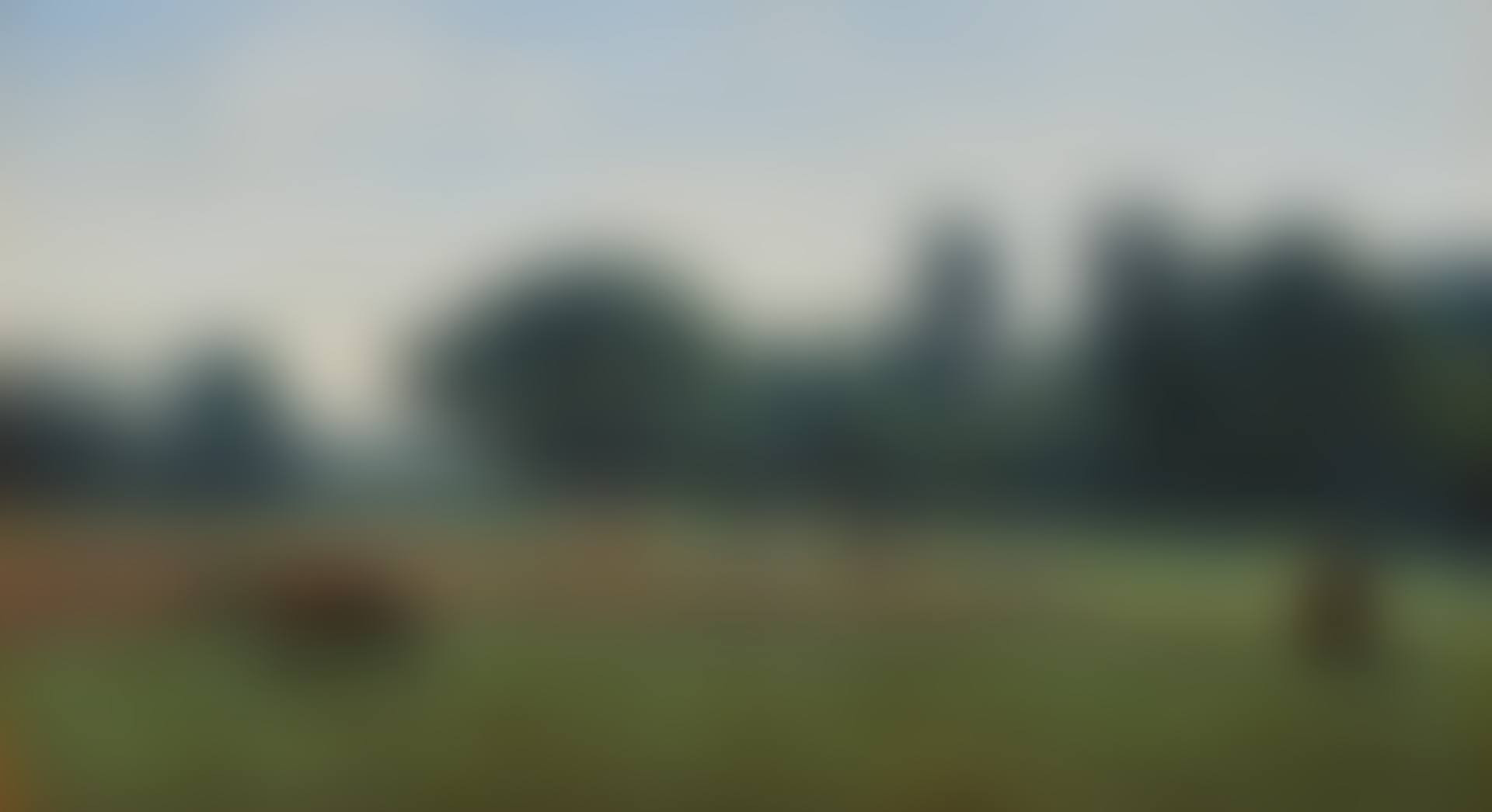 Marcoussis - les vaches au paturage (preview)