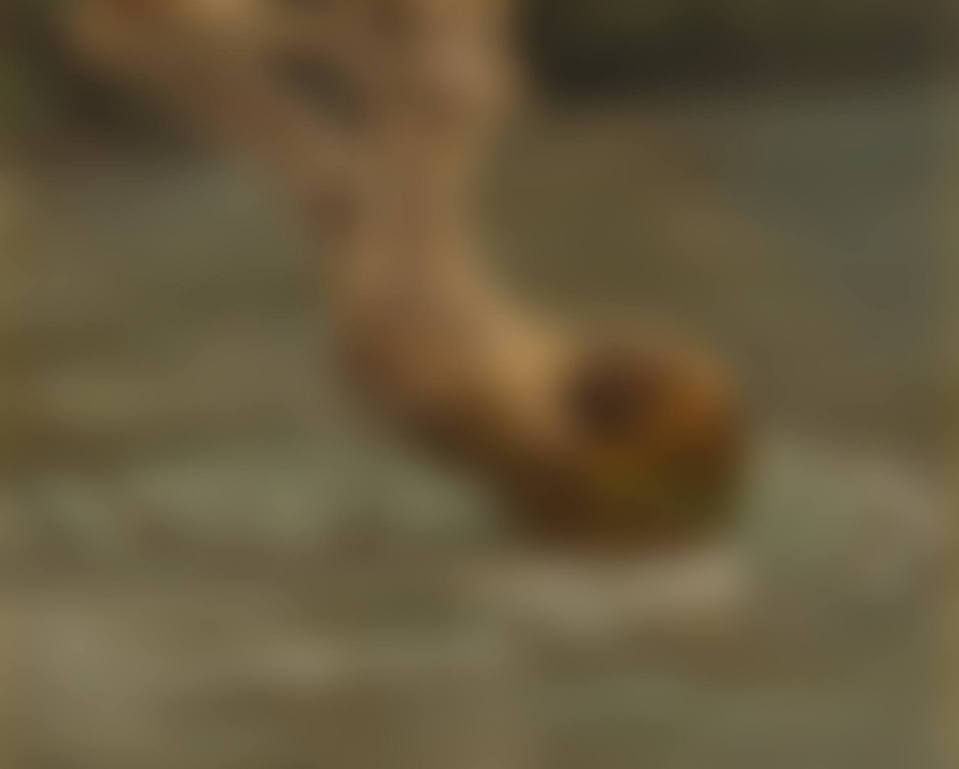 A Tree Trunk caught in the Waters at Tivoli (preview)