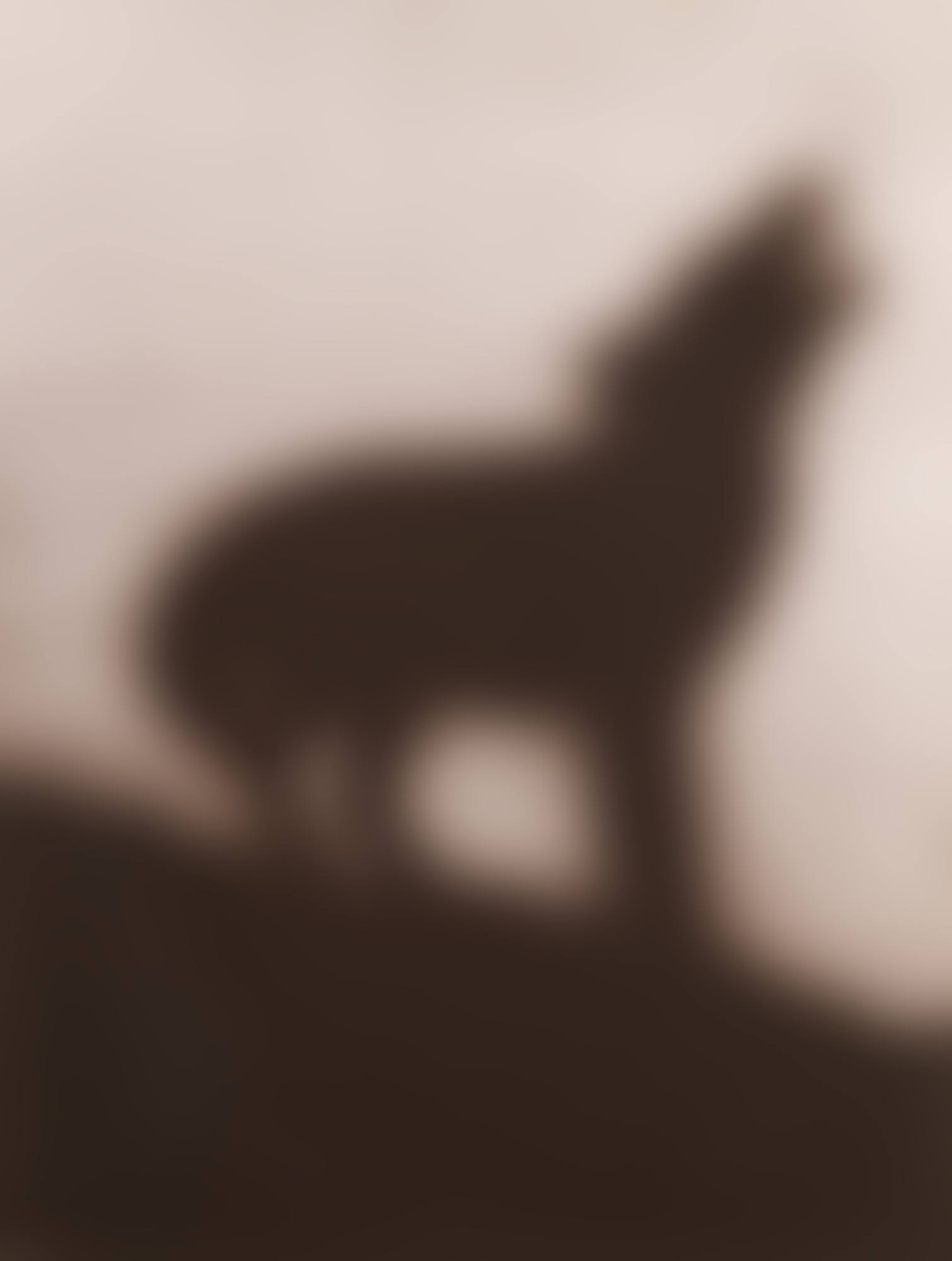 Coyote (Engberg 144) (preview)