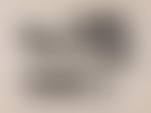 Coquillages et Oiseaux (preview)