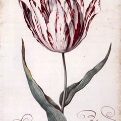 Balthasar van der Ast
