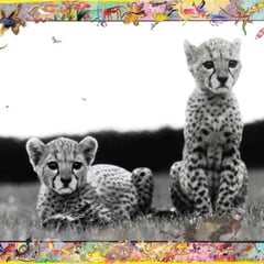 Peter Beard