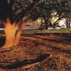 Joel Sternfeld