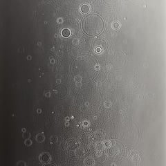Adam Fuss