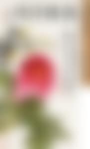 FLOWER AND BIRD (preview)