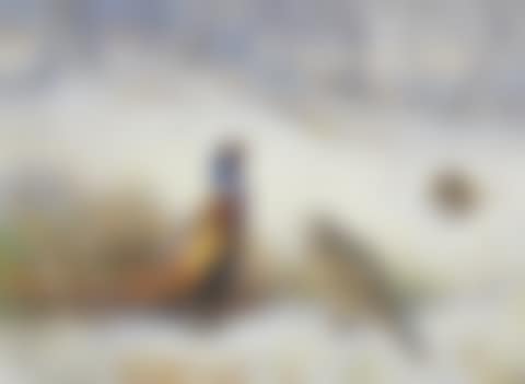 Pheasant in winter (preview)