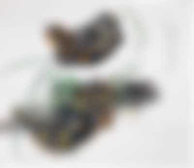 Two fire salamanders (preview)