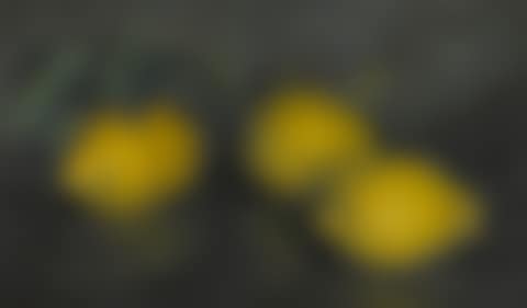 LEMONS (preview)