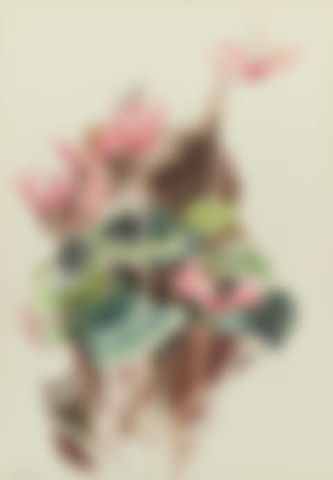 CYCLAMEN (preview)