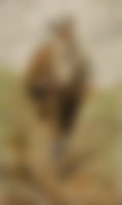 Farmer with Axe Returning Home (preview)