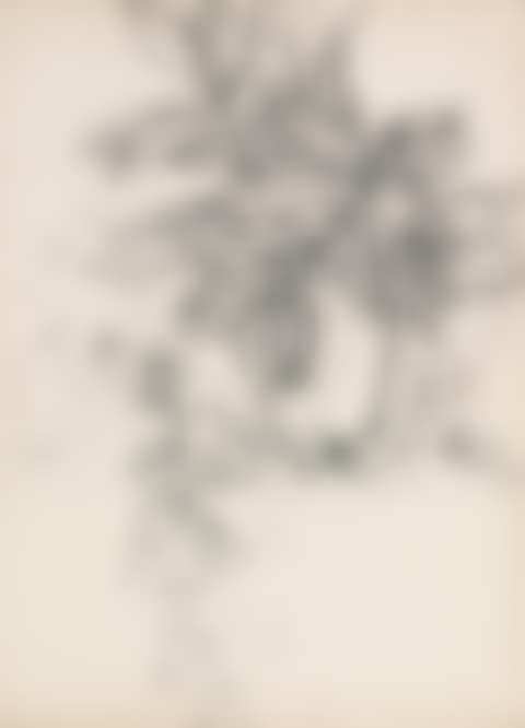 NATURE MORTE AU LIERRE (preview)