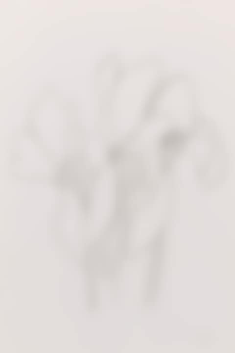 CYCLAMEN V (AXSOM 40) (preview)
