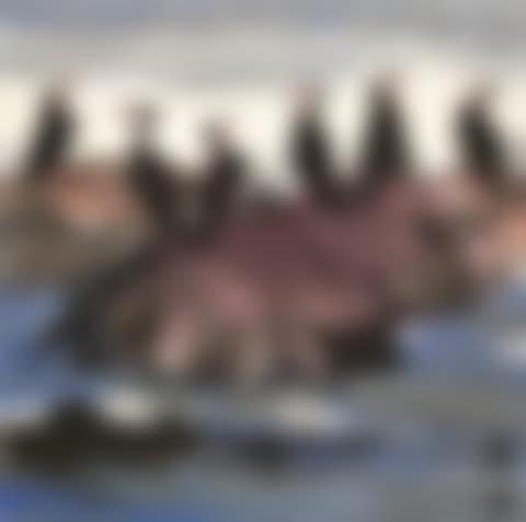 PERCHING ON THE ROCKS (preview)
