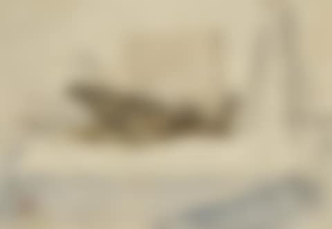 Oiseau mort (preview)