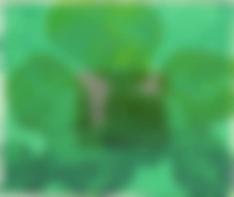Window (preview)
