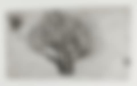 PAROS TREE (L. 101) (preview)