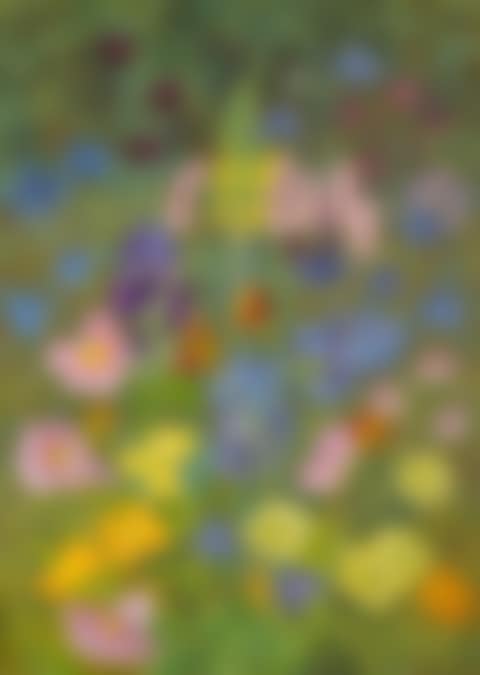 IRISES, ANEMONES, CARNATIONS, AQUILEGIA AND WILD ORCHIDS (preview)