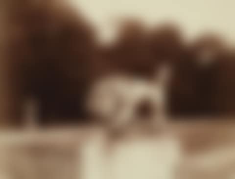 Lion, St. Cloud (preview)