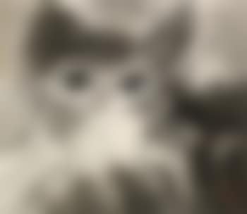 Cat (preview)
