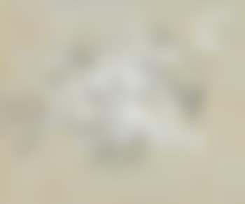 Baumstudie (preview)