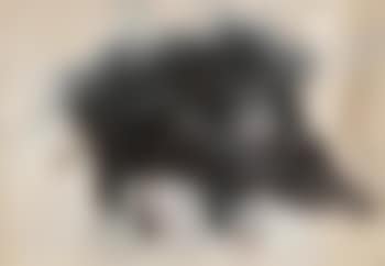 Sanglier (preview)