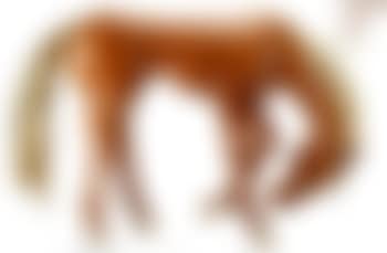 Cheval Tang (preview)
