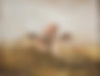 Le Singe Jockey (preview)