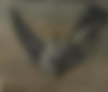 Study of a Dead Cuckoo (preview)