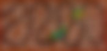 Wirrirr Wirrirr (Rainbow Birds) (preview)