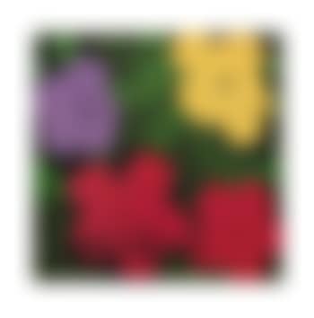 Flowers, Galerie Sonnabend Invitation (preview)