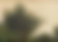 Paysage de campagne (preview)